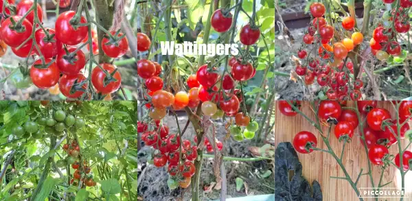 Tomaten: Waltingers - 	Massenträger