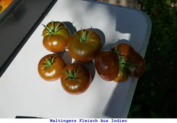 Tomaten: Waltingers Fleisch aus Indien