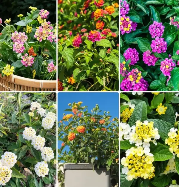 Stauden / Gehölz: Wandelröschen