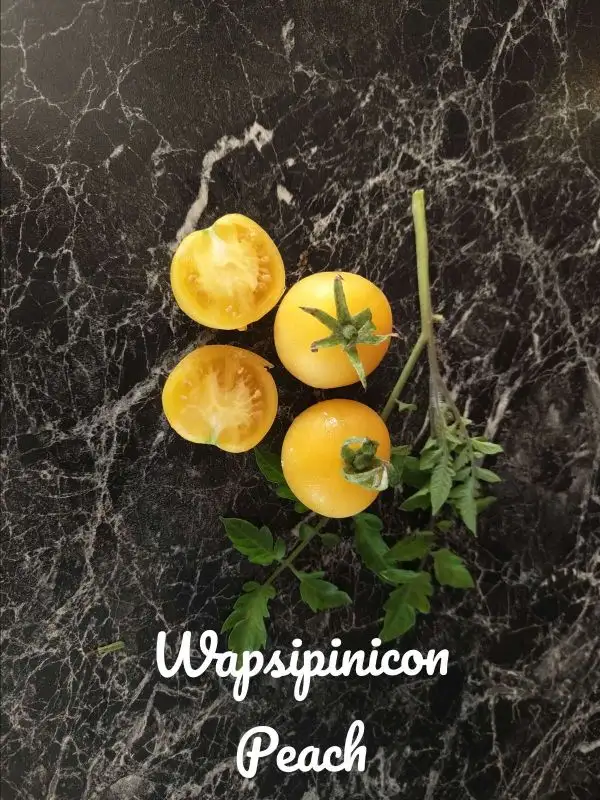 Tomaten: Wapsinicon Peach