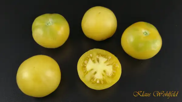 Tomaten: Wapsipinicon Peach - Weißer Pfirsich