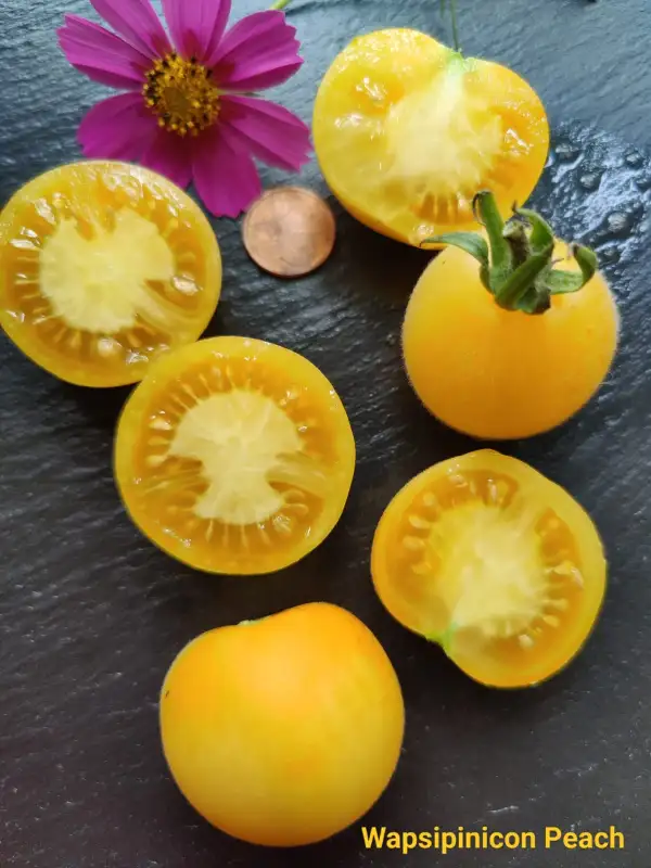 Tomaten: Wapsipinicon Peach