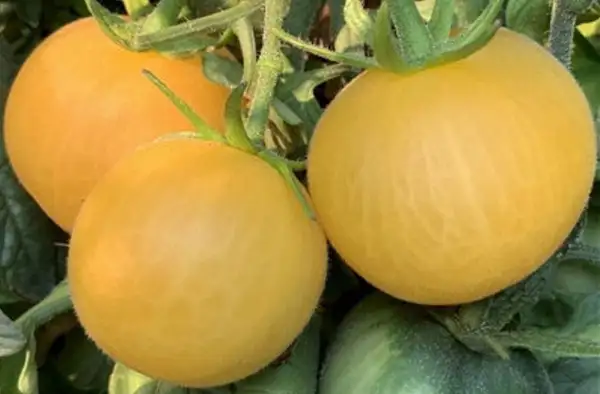 Tomaten: Wapsipinicon Peach