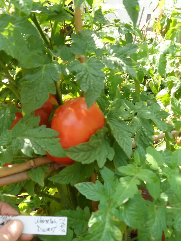 Tomaten: Waratah Dwarf ( Kat# 2147 )