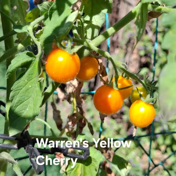 Tomaten: Warren
