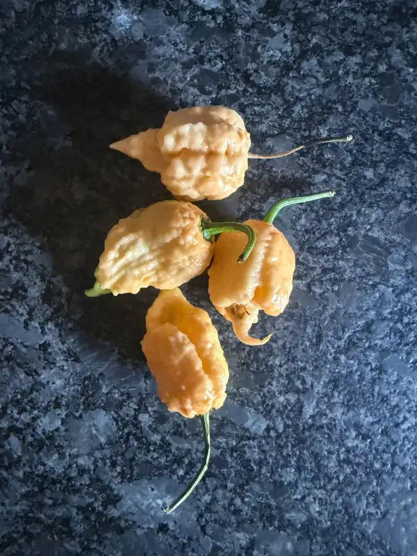 Chili: Warthog Peach