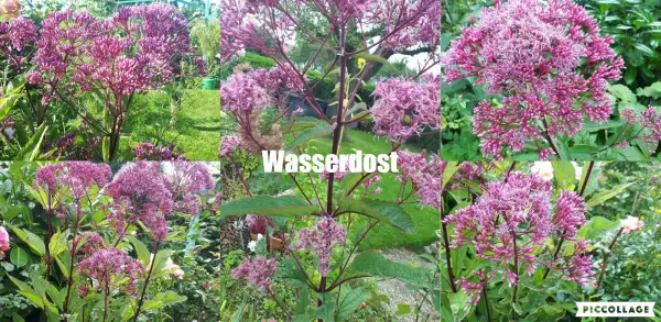 Blumen: Wasserdost - Rosa