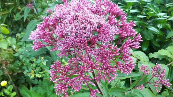 Blumen: Wasserdost - Rosa