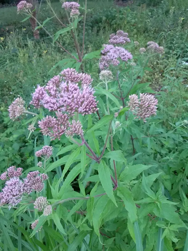 Blumen: Wasserdost eupathorium