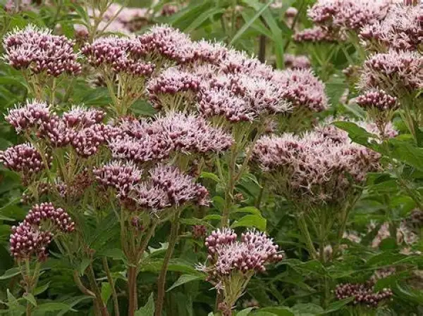 Stauden / Gehölz: Wasserdost , hohe Staude die rosa blüht und viele Insekten anlockt