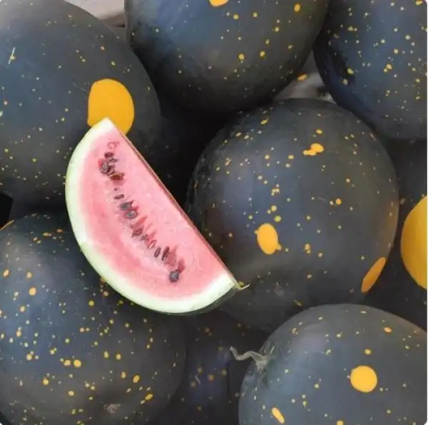 Melonen: Wassermelone - Moon and Stars Red