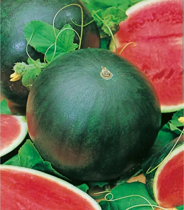 Melonen: Wassermelone " Sugar Baby"