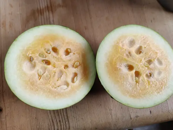 Melonen: Wassermelone Sweet Siberian