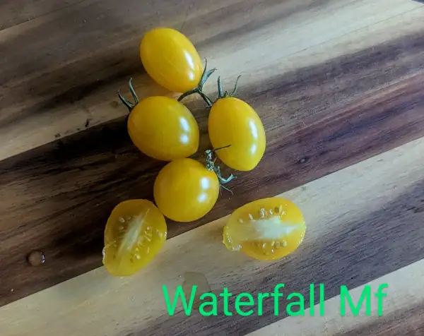 Tomaten: Waterfall