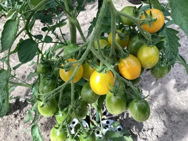 Tomaten: Waterfall gelb