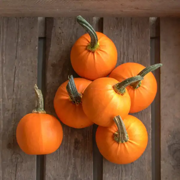 Kürbisse: Wee Bee Little, Halloweenkürbis