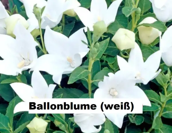 Blumen: weiße Ballonblume (30 Stück)