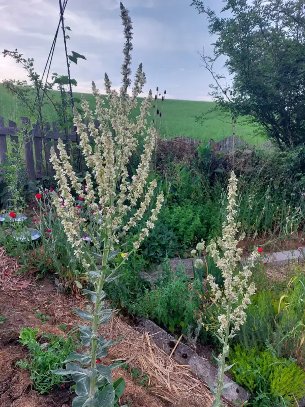 Blumen: weiße Königskerze