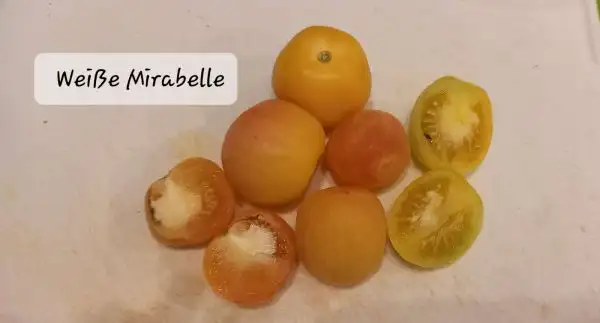 Tomaten: Weiße Mirabelle,