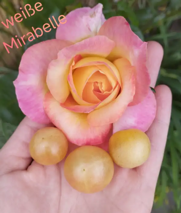 Tomaten: weiße Mirabelle