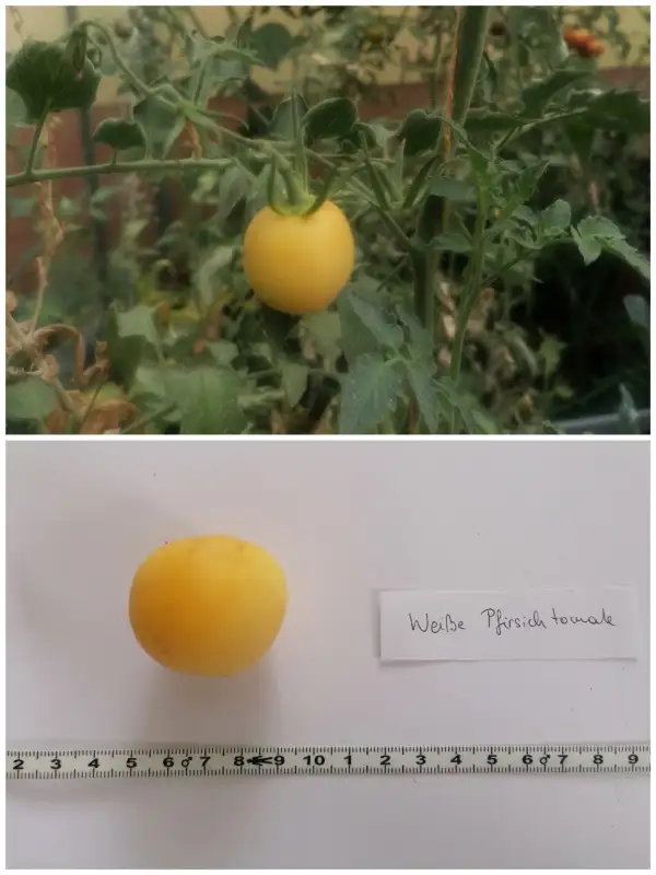 Tomaten: Weiße Pfirsichtomate