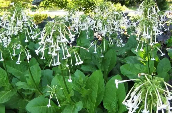 Blumen: Weißer Indianer Waldtabak