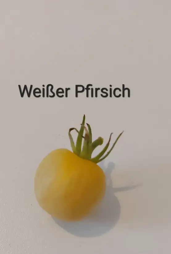 Tomaten: Weißer Pfirsich