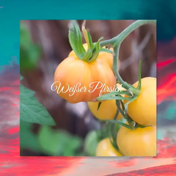 Tomaten: Weißer Pfirsich