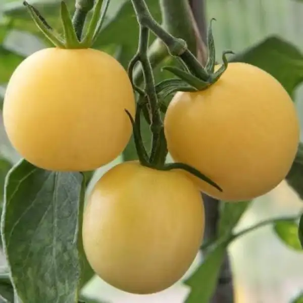 Tomaten: Weißer Pfirsich