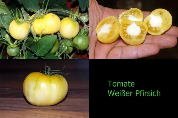 Tomaten: Weißer Pfirsich