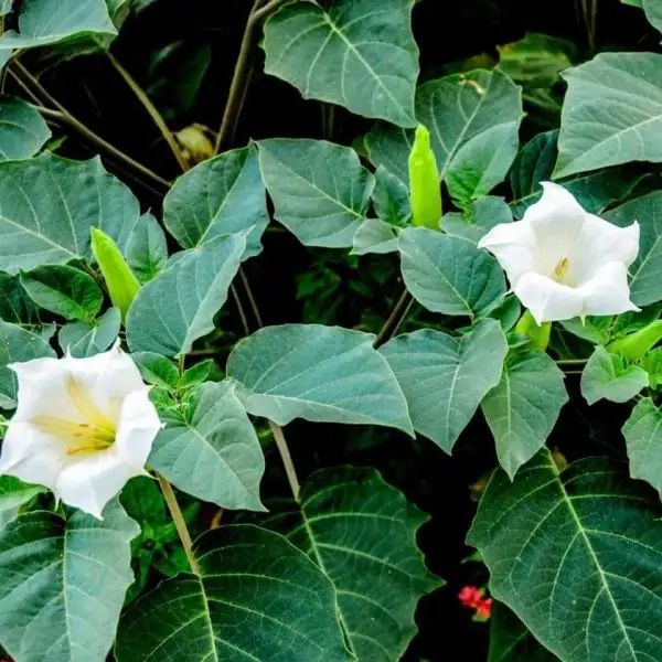 Blumen: Weißer Stechapfel