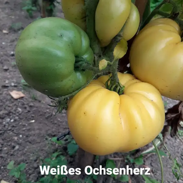 Tomaten: Weißes Ochsenherz