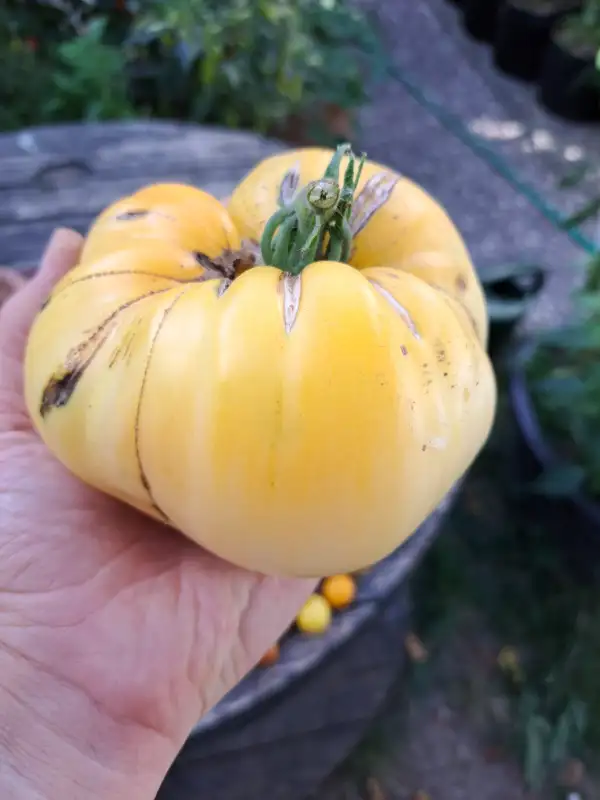 Tomaten: Weißes Ochsenherz 2025