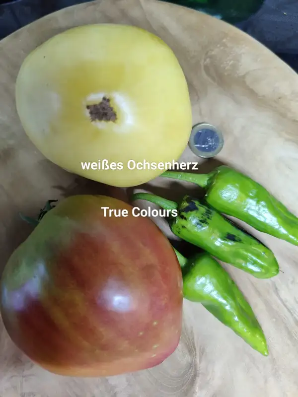 Tomaten: Weißes Ochsenherz