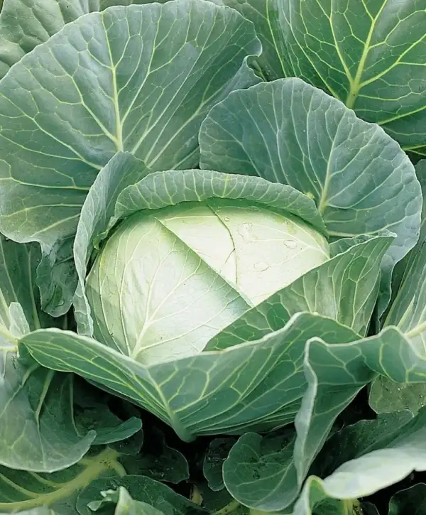 Kohl: Weißkohl "Braunschweiger"