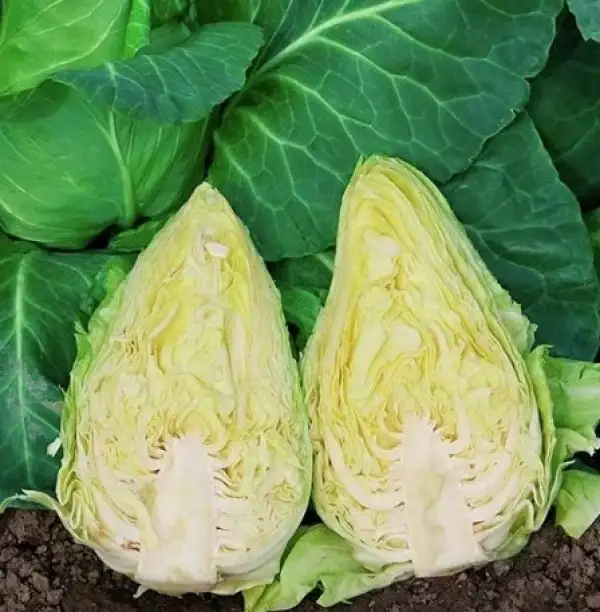 Kohl: Weißkohl "Express"