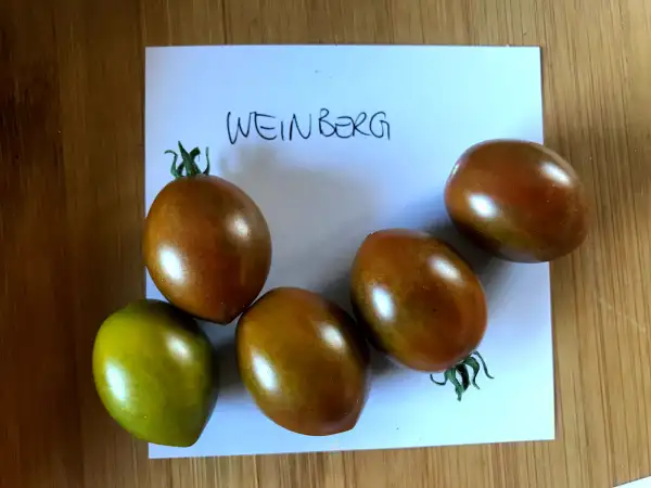 Tomaten: Weinberg