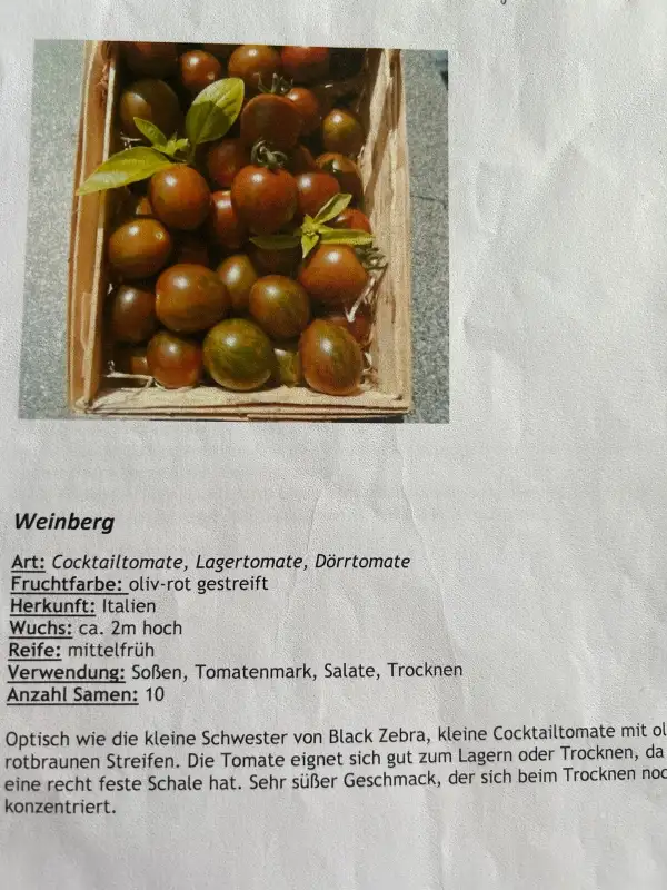Tomaten: Weinberg