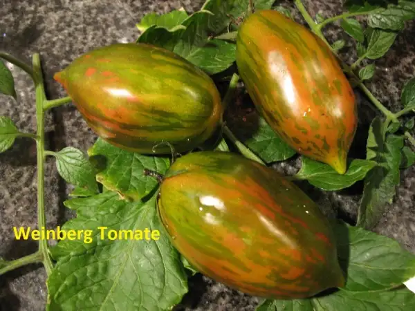 Tomaten: Weinberg Tomate