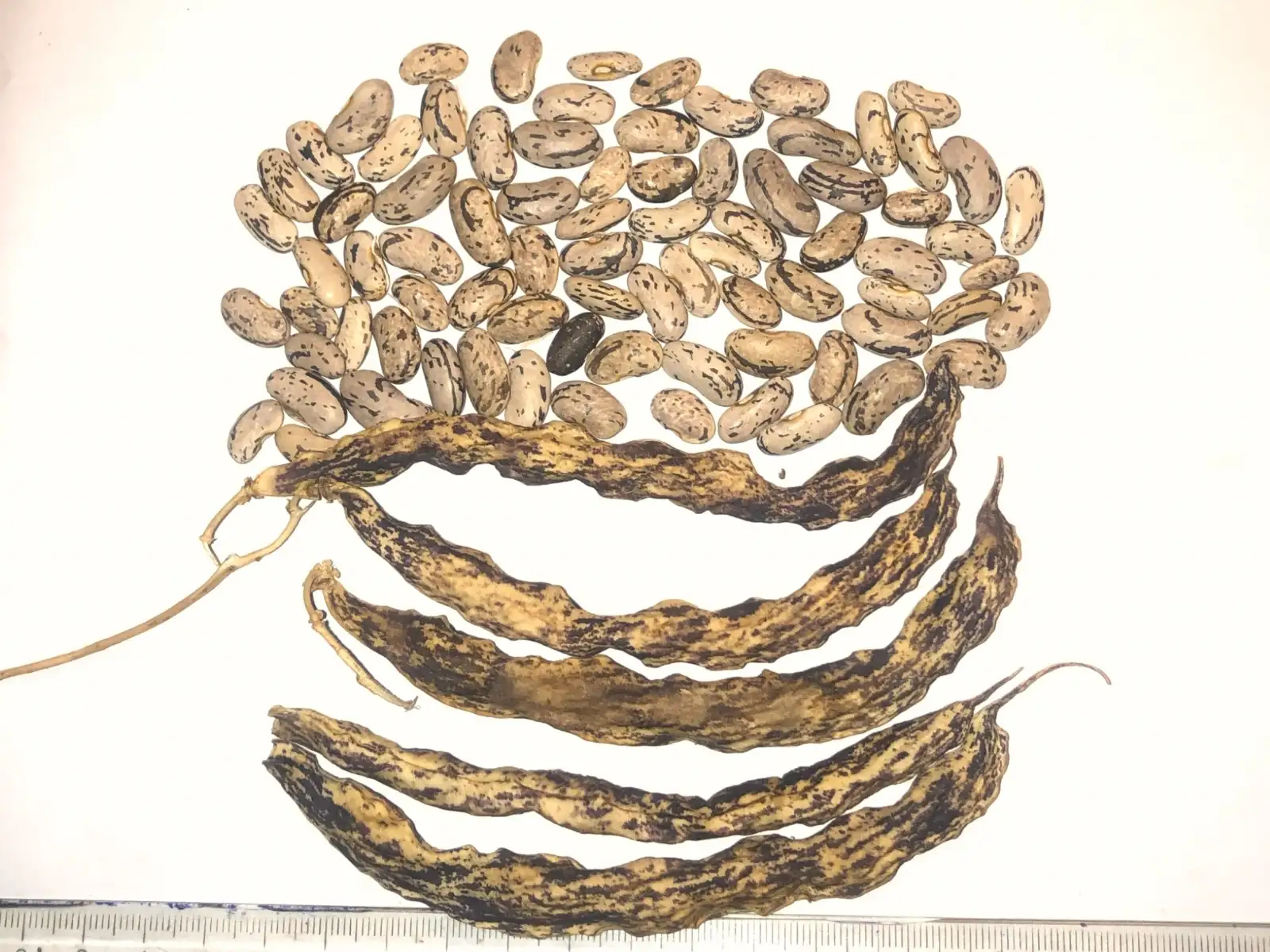 Bohnen: Weinländerin