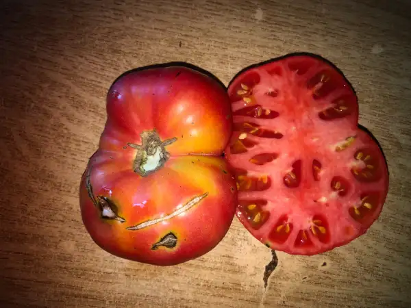 Tomaten: Weisnicht Ukrainian