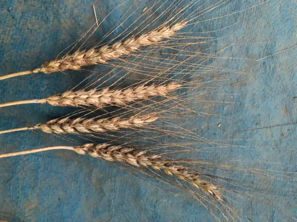 andere Gemüse: weizen 