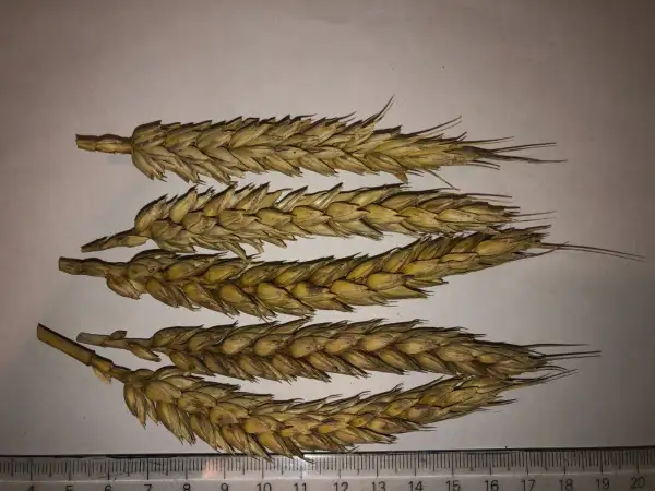 andere Gemüse: weizen 