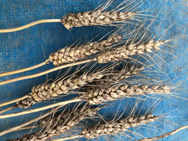 andere Gemüse: weizen 