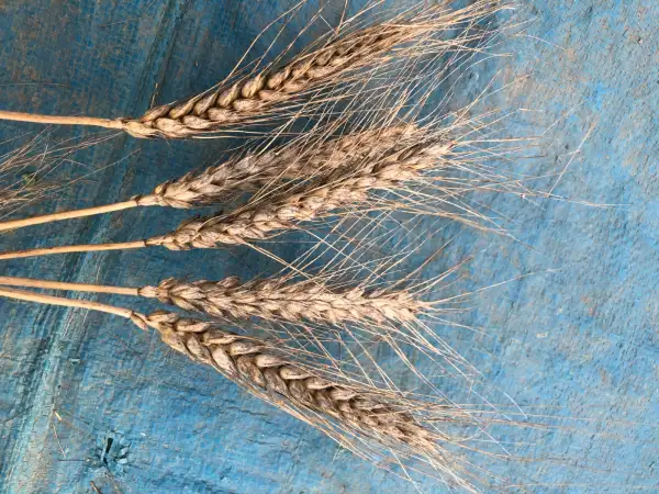 andere Gemüse: weizen 