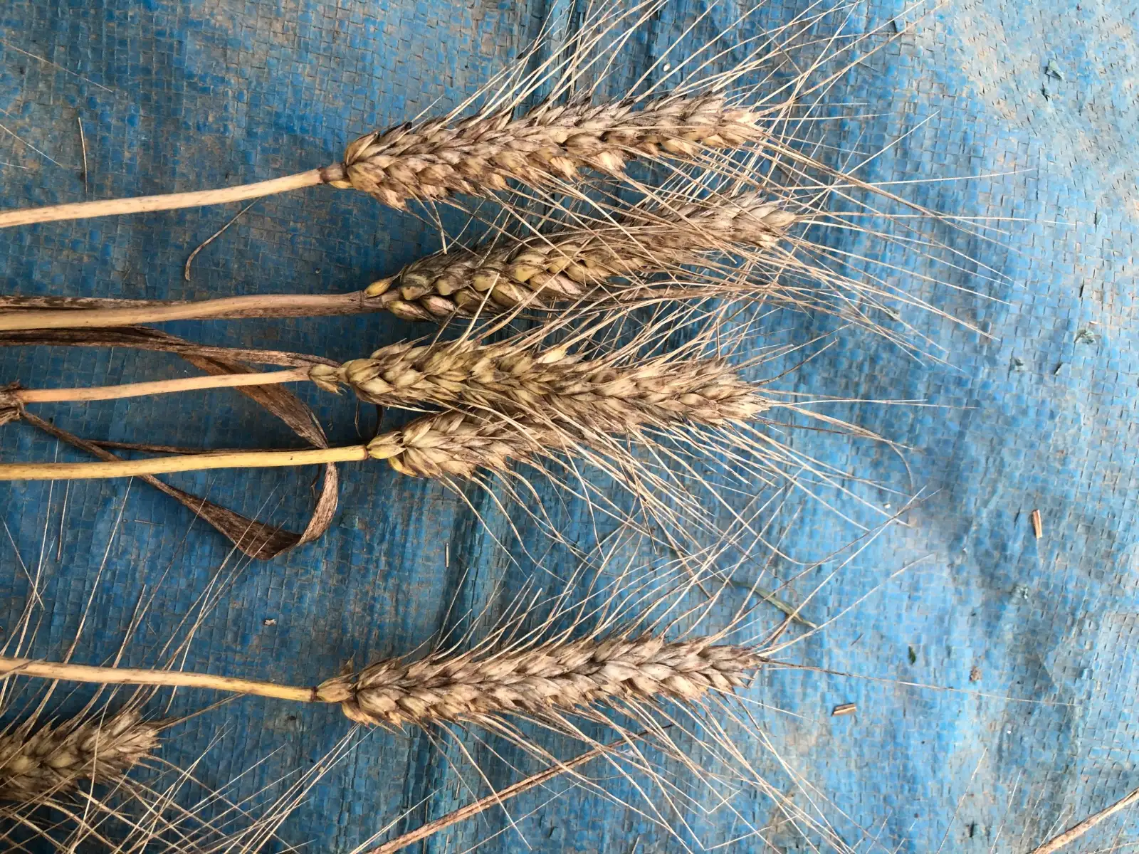 andere Gemüse: weizen 