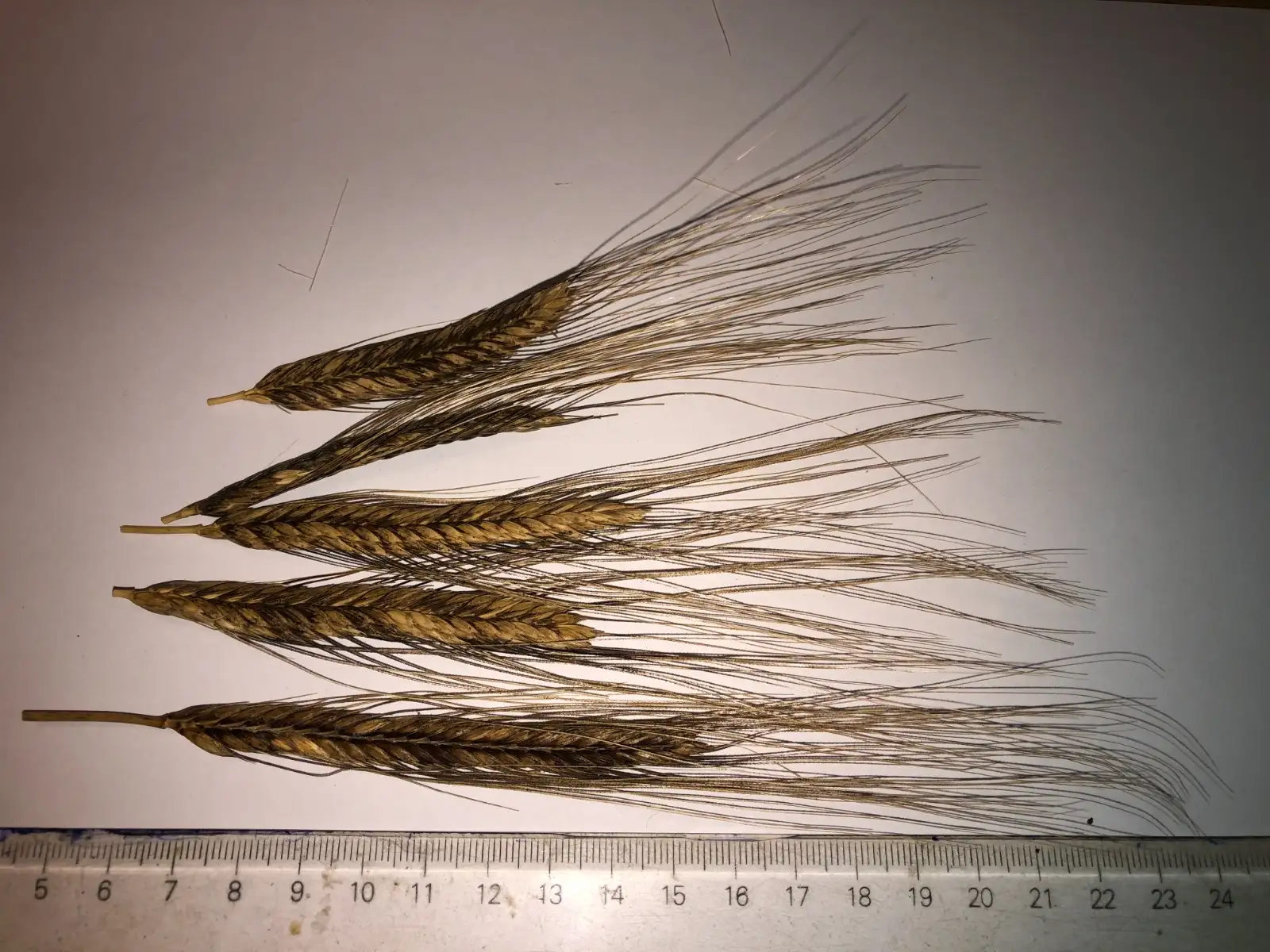 andere Gemüse: weizen 