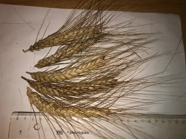 andere Gemüse: weizen 