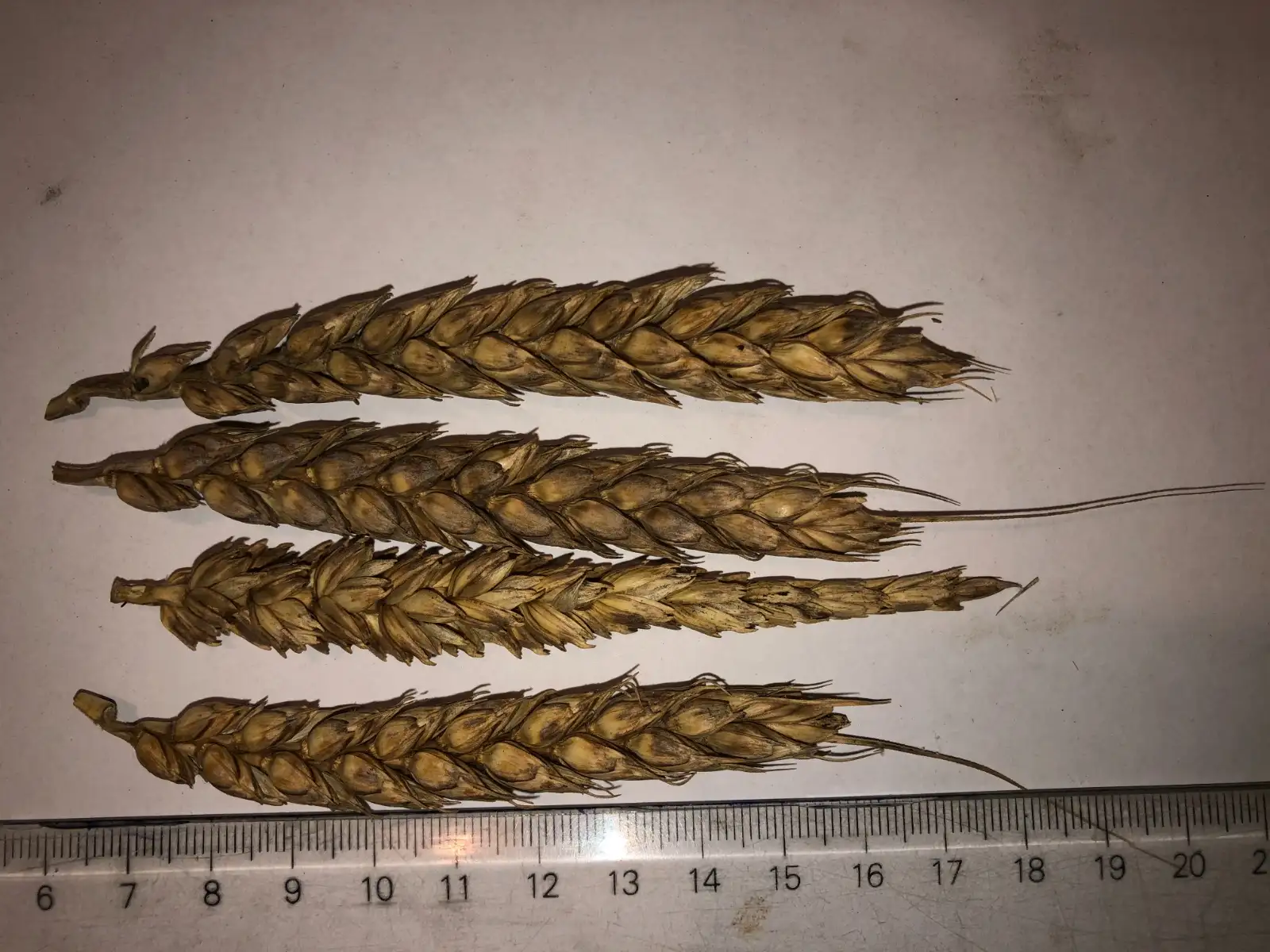 andere Gemüse: weizen 