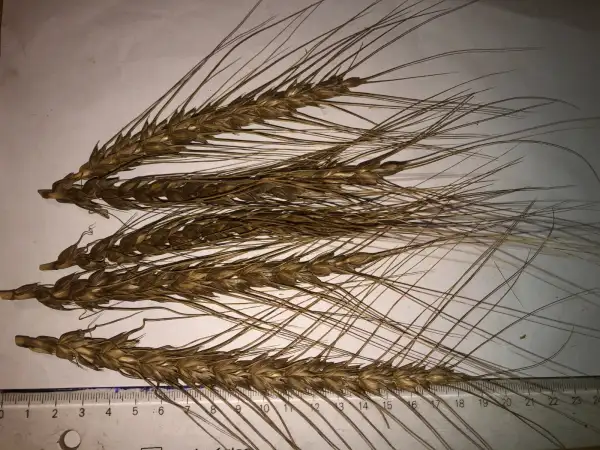 andere Gemüse: weizen 